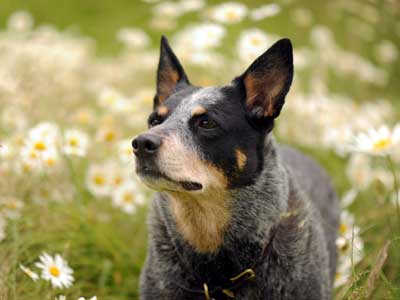 Australian Cattle Dog